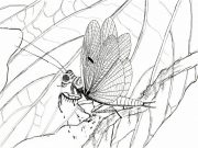 Discovery of new praying mantis species from the time of the dinosaurs