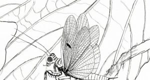 Discovery of new praying mantis species from the time of the dinosaurs