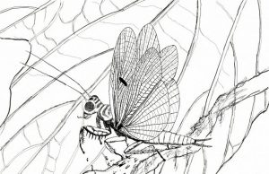 Discovery of new praying mantis species from the time of the dinosaurs