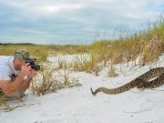Exploration of toxic Tiger Rattlesnake venom advances use of genetic science techniques