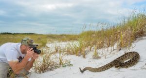 Exploration of toxic Tiger Rattlesnake venom advances use of genetic science techniques