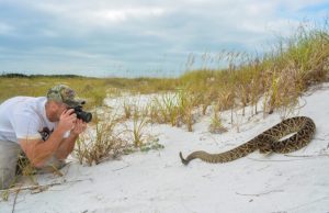 Exploration of toxic Tiger Rattlesnake venom advances use of genetic science techniques