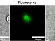 First direct observation of magnetic field affecting autofluorescence of flavins in living cells