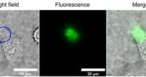 First direct observation of magnetic field affecting autofluorescence of flavins in living cells