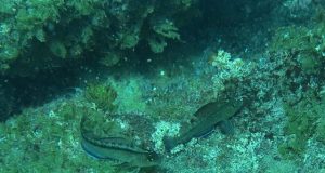 Fish sex organs boosted under high CO2