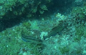 Fish sex organs boosted under high CO2