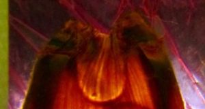 Future too warm for baby sharks