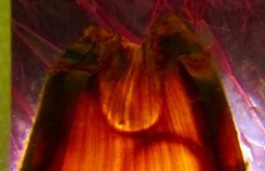 Future too warm for baby sharks