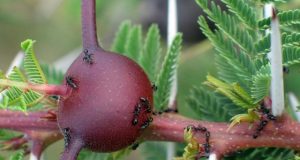 Gene editing produces tenfold increase in superbug slaying antibiotics