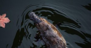 How Earths oddest mammal got to be so bizarre