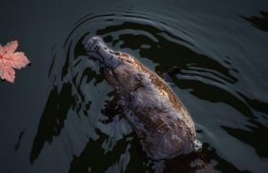 How Earth’s oddest mammal got to be so bizarre How Earths oddest mammal got to be so bizarre