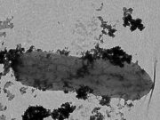 How Iron Man bacteria could help protect the environment