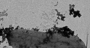 How Iron Man bacteria could help protect the environment