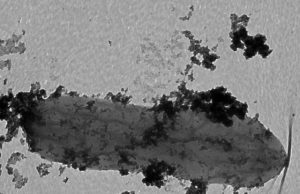 How Iron Man bacteria could help protect the environment