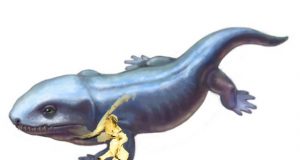 How did forelimb function change as vertebrates acquired limbs and moved onto land