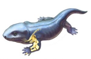 How did forelimb function change as vertebrates acquired limbs and moved onto land