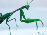 How the male mantis keeps its head during rough sex