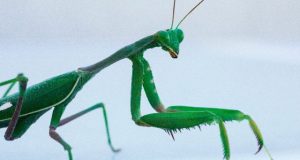 How the male mantis keeps its head during rough sex