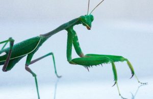 How the male mantis keeps its head during rough sex