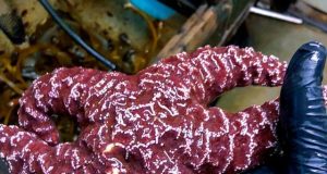 In changing oceans sea stars may be drowning