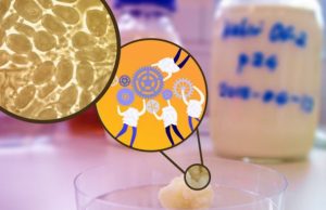 In kefir microbial teamwork makes the dream work