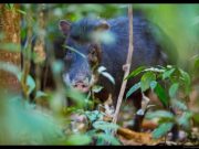 Large mammals make soil more fertile in tropical forests