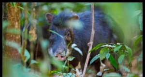 Large mammals make soil more fertile in tropical forests