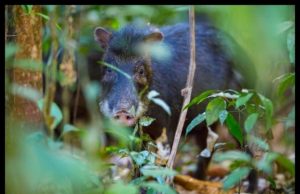 Large mammals make soil more fertile in tropical forests