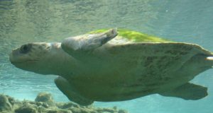 Loggerhead sea turtles lay eggs in multiple locations to improve reproductive success