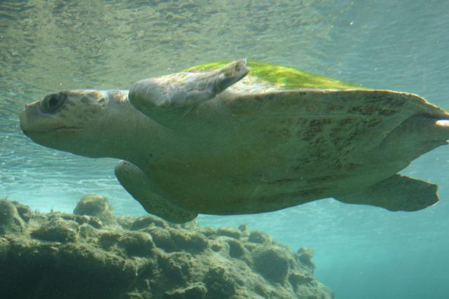 Loggerhead sea turtles lay eggs in multiple locations to improve reproductive success