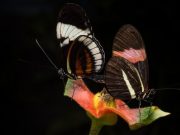 Male butterflies mark their mates with repulsive smell during sex to turn off other suitors