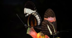 Male butterflies mark their mates with repulsive smell during sex to turn off other suitors