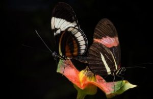 Male butterflies mark their mates with repulsive smell during sex to turn off other suitors