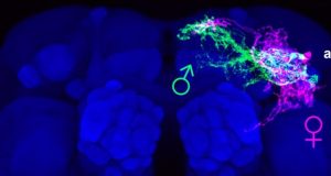 Males and females are programmed differently in terms of sex