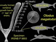 Megalodons gave birth to large newborns that likely grew by eating unhatched eggs in womb