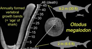 Megalodons gave birth to large newborns that likely grew by eating unhatched eggs in womb