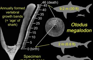 Megalodons gave birth to large newborns that likely grew by eating unhatched eggs in womb