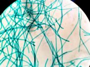 Modern microbes provide window into ancient ocean