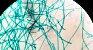 Modern microbes provide window into ancient ocean