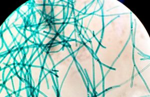 Modern microbes provide window into ancient ocean Modern microbes provide window into ancient ocean