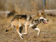 New management approach can help avoid species vulnerability or extinction