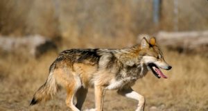 New management approach can help avoid species vulnerability or extinction