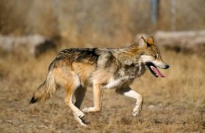 New management approach can help avoid species vulnerability or extinction