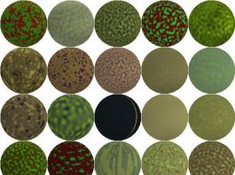 New research demonstrates how the best camouflage can be found for an arbitrary environment