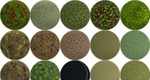 New research demonstrates how the best camouflage can be found for an arbitrary environment