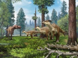 New skull of tube crested dinosaur reveals evolution of bizarre crest 1