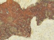 New starfish like fossil reveals evolution in action