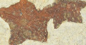 New starfish like fossil reveals evolution in action