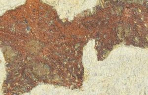 New starfish like fossil reveals evolution in action