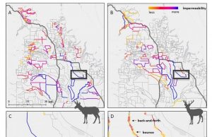 New study reveals how fences hinder migratory wildlife in the West New study reveals how fences hinder migratory wildlife in the West